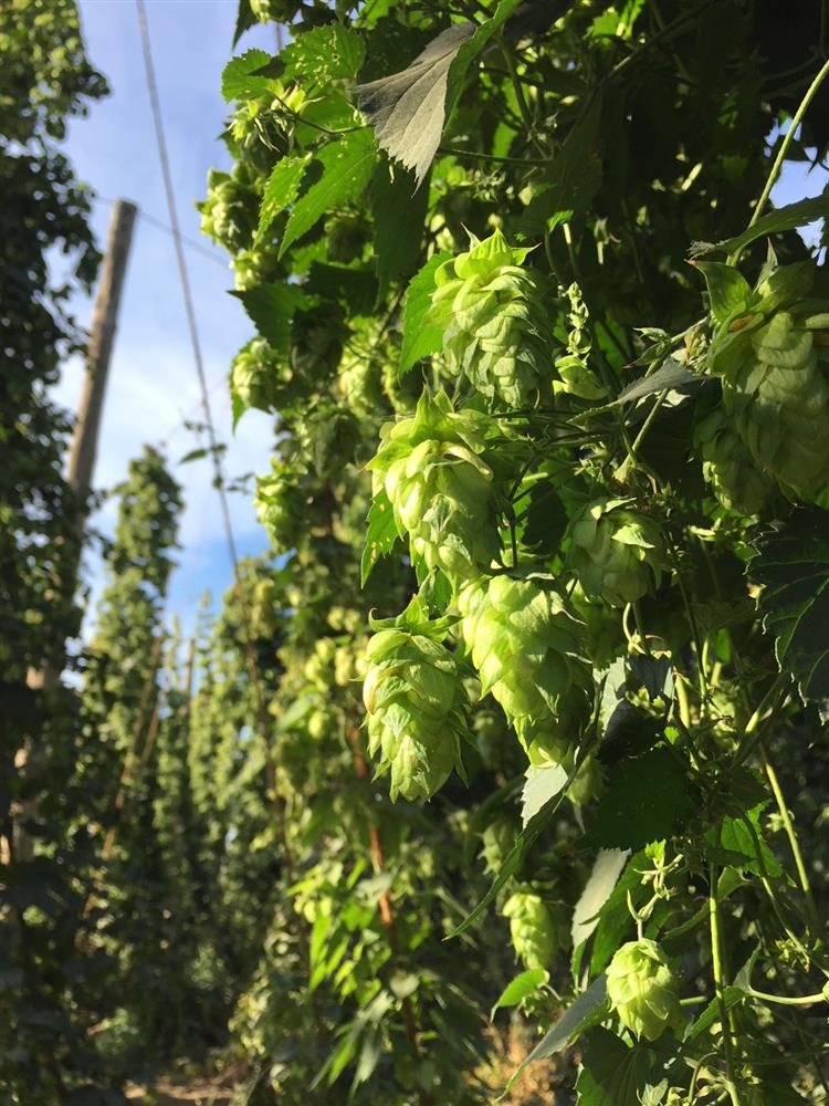 Get to Know Cashmere! Havoc Brew Supply