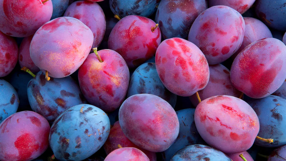 Plum: A Heavily Fruited Sours Perfect Partner