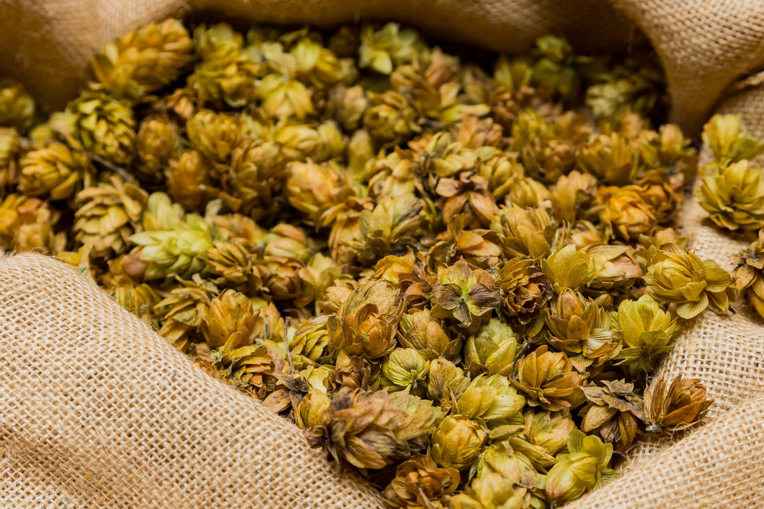 How to Use Citra Hops Without Overpowering Your Brew