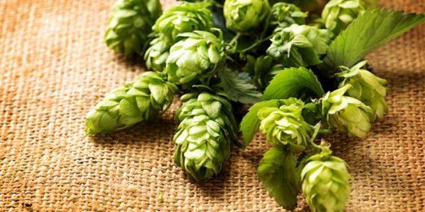 Citra Hops and the Rise of Fruity IPAs