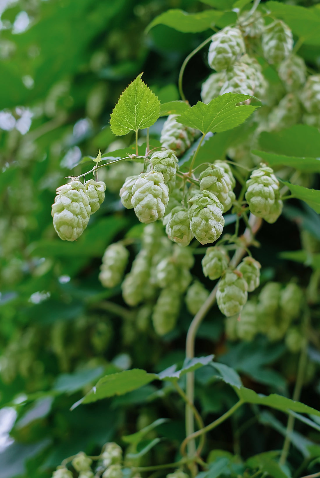 Why Nelson Sauvin Pairs Well with Citra and Motueka